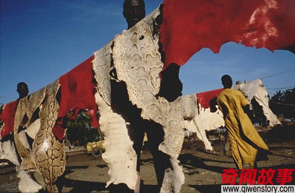 非洲原居民和蟒蛇同吃喝 看完感觉有点怕