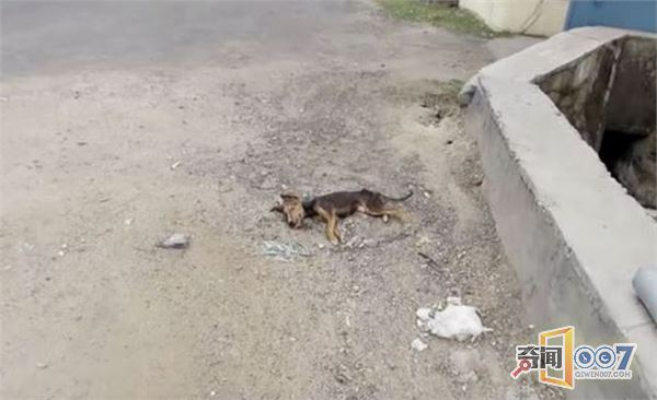 男子发现路上躺只流浪狗，本想路过却因它的动作心软了