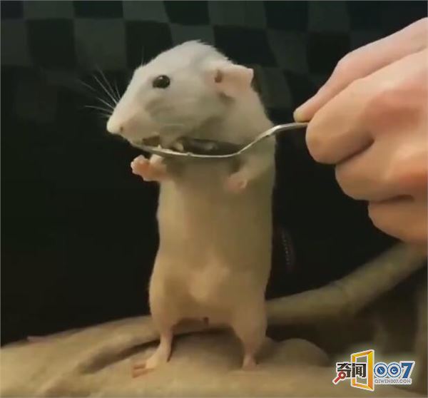 又一个主播走红网络,人气飙涨不减,不靠颜值只靠吃