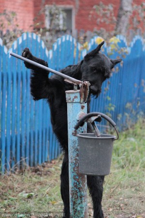 战斗民族狗狗好学不倦干农活：冬打水夏犁田