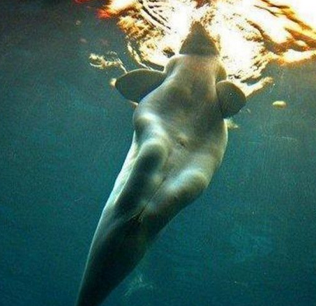 南海渔民捕获美人鱼