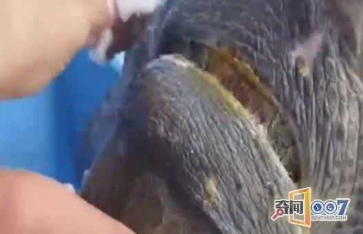 男子发现海龟跟着船不愿离开，知道真相后惊呆