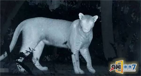 野生动物在城市安家,夜幕降临后呈现奇景