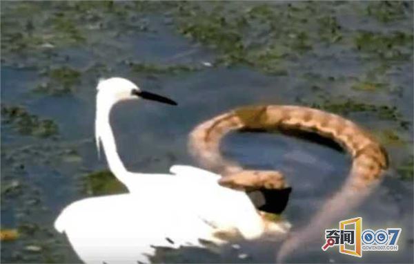 钓鱼看到“白鹤斗蛇王”，男子做出这选择