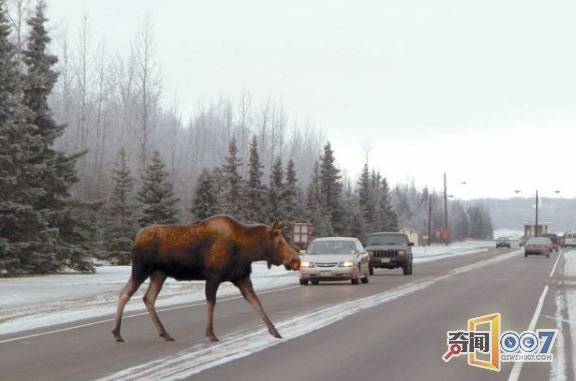 1000头驼鹿死于车祸，91万斤腐烂动物堵塞道路