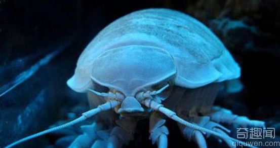 大王具足虫能吃吗 大王具足虫为什么绝食