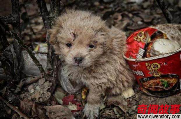女孩想带走流浪狗却被它拒绝，第二天再去才明白原因！