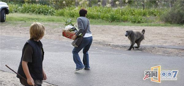 南非开普敦一只“厚颜无耻”的成年雄狒狒