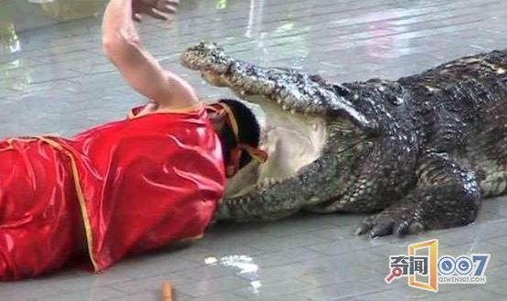 惊险：男子表演绝技将头伸进鳄鱼嘴中结果发生意外