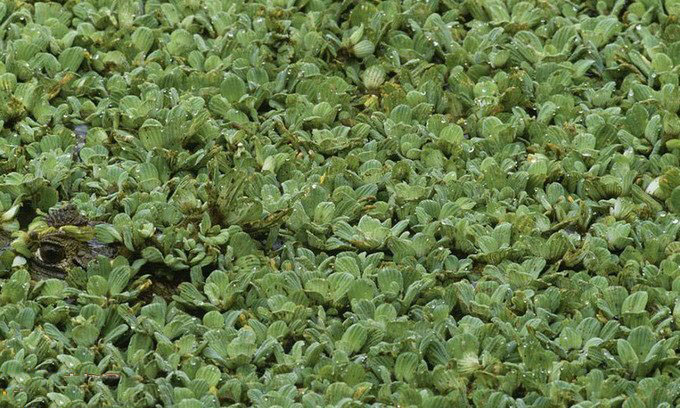 [图文]寻找自然界中隐藏的动物