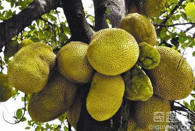 世界上最大的菠萝蜜【组图】