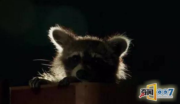 野生动物在城市安家,夜幕降临后呈现奇景