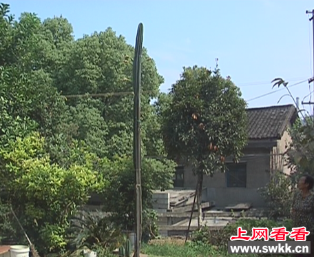 仙人掌身高4米 已经长了7年了