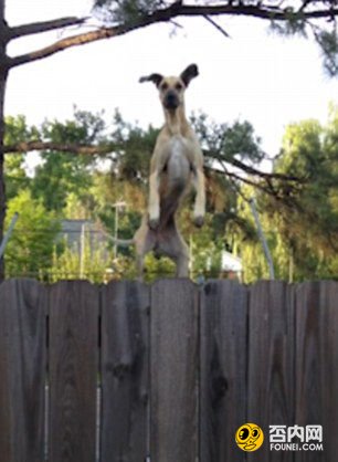 美国一只大丹犬自家院里玩蹦床 偷窥邻家花园