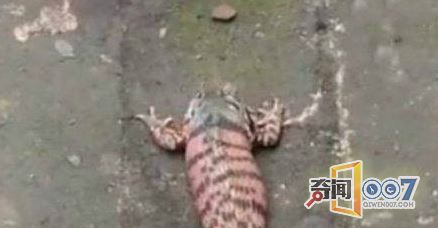 男子意外发现一条奇怪的蛇,吓的立马扔掉