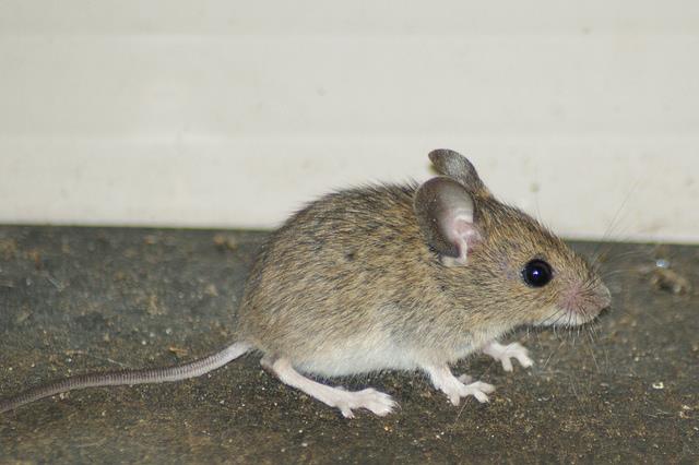 活老鼠砸餐厅桌上吓晕女顾客