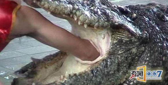 惊险：男子表演绝技将头伸进鳄鱼嘴中结果发生意外