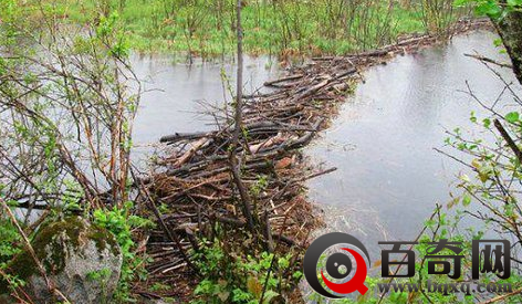 河狸为什么要筑坝 河狸分布在哪里生活