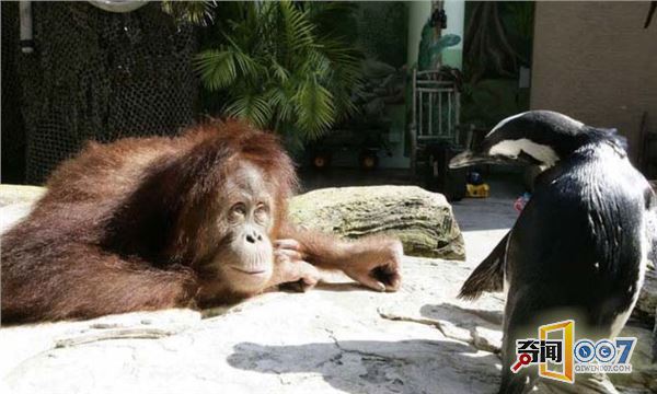 爱心爆棚：红毛猩猩喂小企鹅吃鱼，满满都是爱