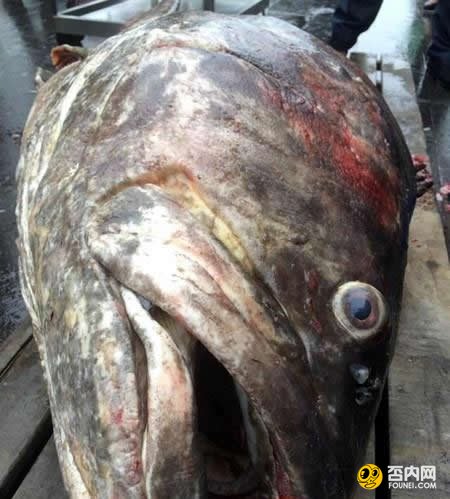 海南渔民捕获260多斤重石斑鱼 卖了26000元