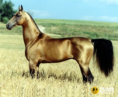 汗血宝马多少钱一匹 为什么叫汗血宝马