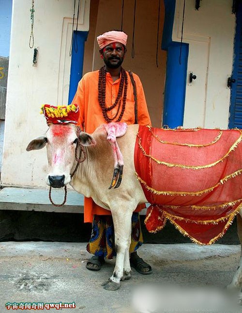 印度人竟然每天喝牛尿 用牛粪刷牙