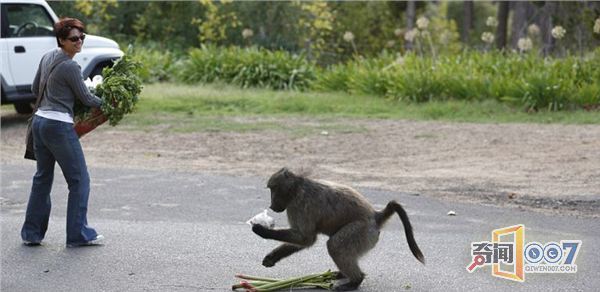 南非开普敦一只“厚颜无耻”的成年雄狒狒