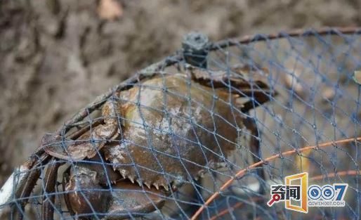 男子自制猎捕神器，抓到大堆美味