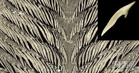 世界上最恐怖的动物