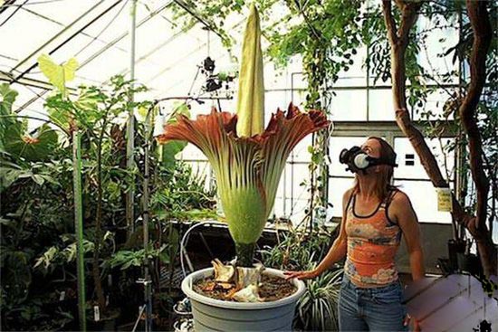 尸花 一种没有香味 反而自带臭味的花