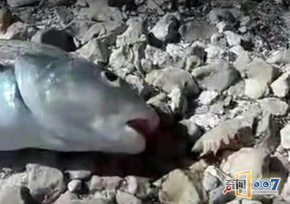 大叔钓鱼，看到鱼嘴里的东西再也不敢吃了