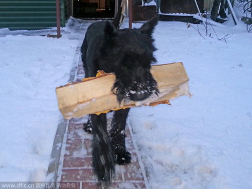 战斗民族狗狗好学不倦干农活：冬打水夏犁田