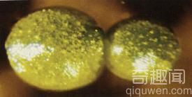 世界上种子最小的植物，5万粒种子只有0.025克