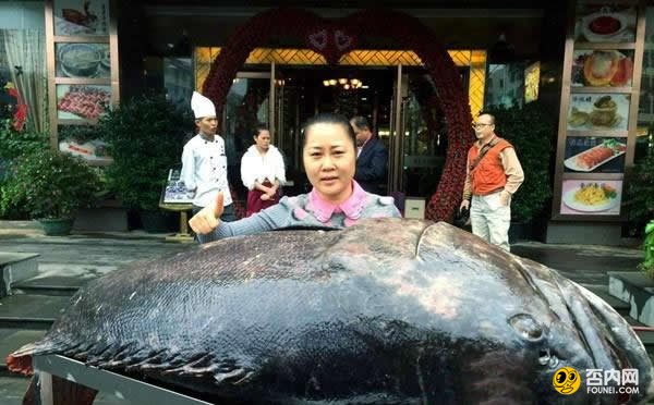 海南渔民捕获260多斤重石斑鱼 卖了26000元