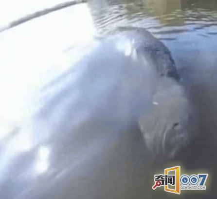 男子划船偶遇猪鼻子生物,细看后屏住呼吸