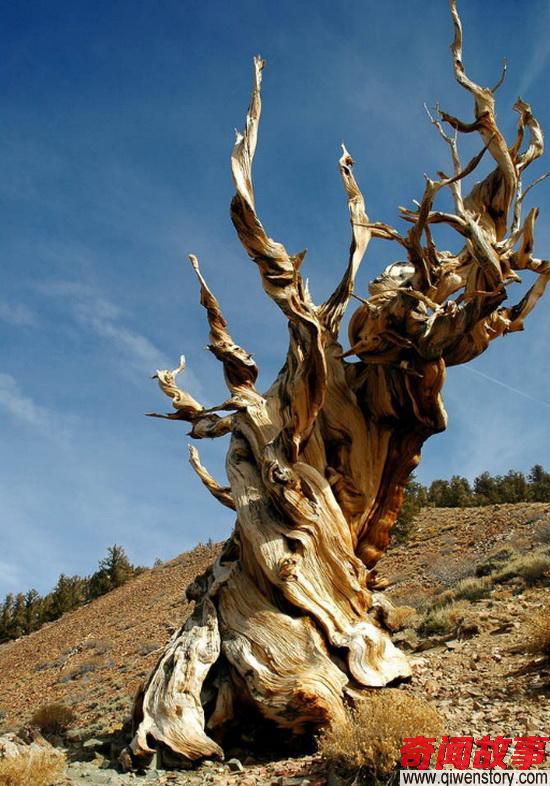盘点存活着世界上最古老的十大“千年神树”