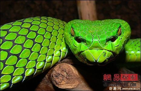 [多图]国际野生科考发现大湄公河的多种无脊椎新物种