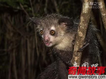 最奇特的十种狐猴 金冠原狐猴（极度濒危灭绝）