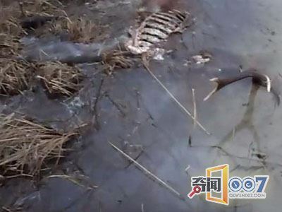 海边草丛有异动男子上前摸到它