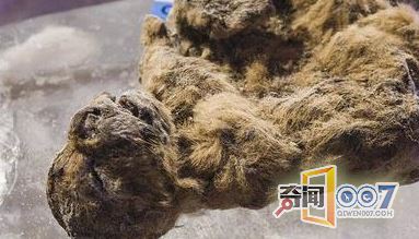 男子捡回一块奇特的石头，引起考古学家的注意