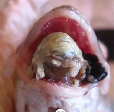 异类？鱼嘴中惊现贝蒂寄生虫