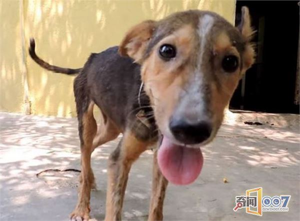 男子发现路上躺只流浪狗，本想路过却因它的动作心软了