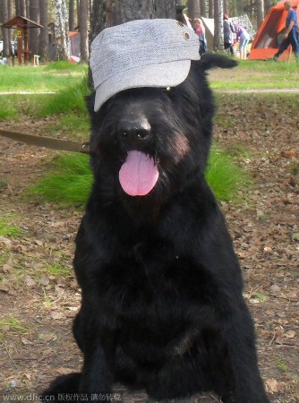 战斗民族狗狗好学不倦干农活：冬打水夏犁田