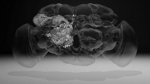 科学家绘制果蝇完整大脑高清图