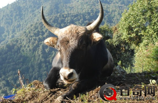 世界上五大神奇杂交动物 还挺好吃的