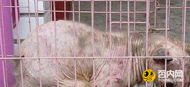 深入解密怪异生物 这些怪物有多恐怖