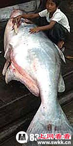 喀纳斯湖水怪图片暴露神秘 原是哲罗鲑