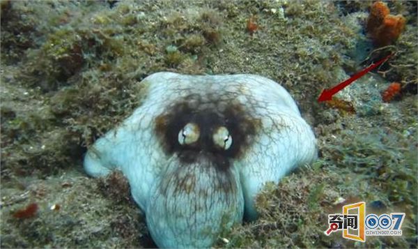 男子在海底潜水的时候：让眼前一幕吓坏了