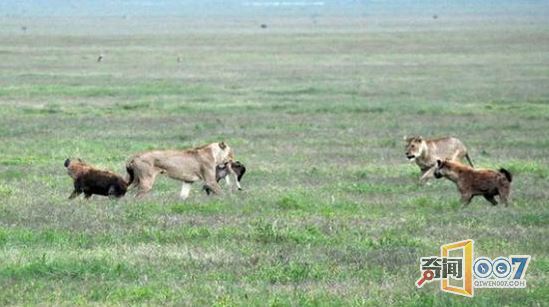 母角马勇斗鬣狗：回头却发现残酷的一幕