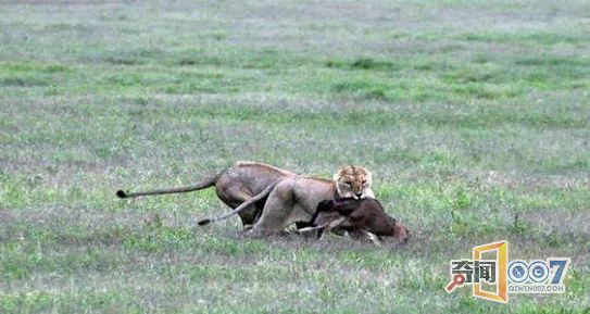 母角马勇斗鬣狗：回头却发现残酷的一幕